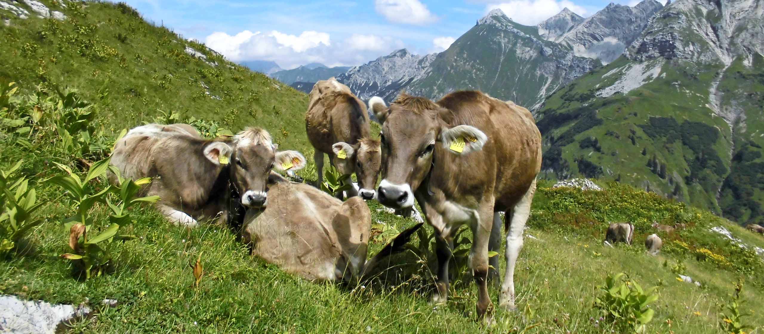 Unsere Kühe in den Alpen