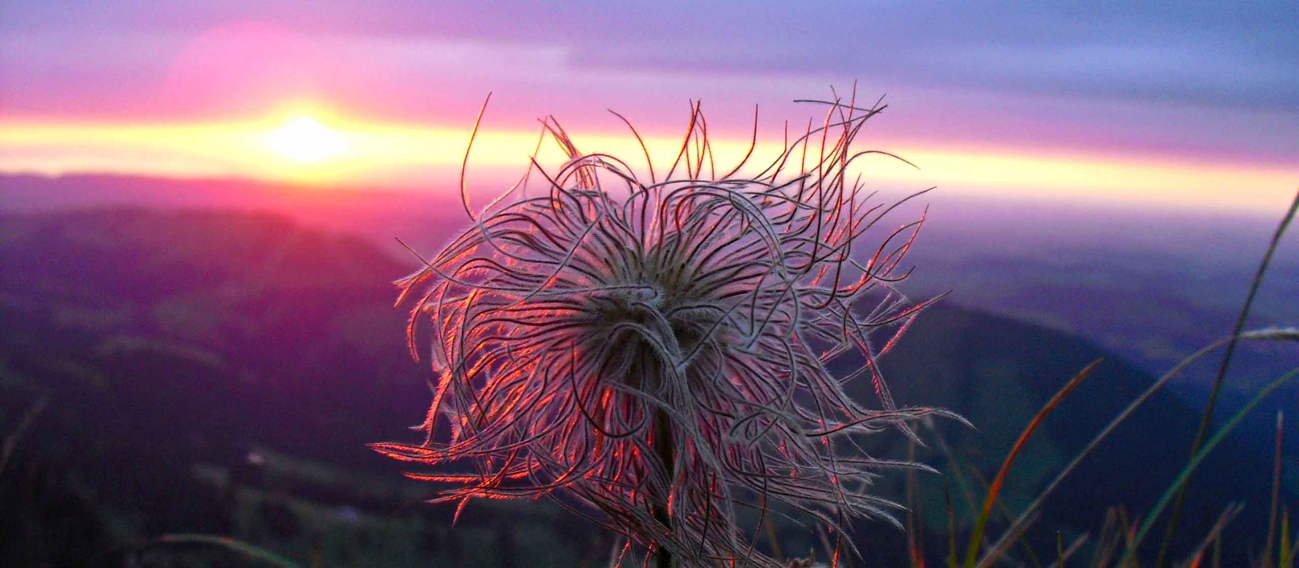 Sonnenuntergang Wildes Männle