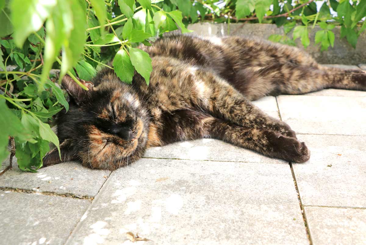 Unsere Hauskatze Therese